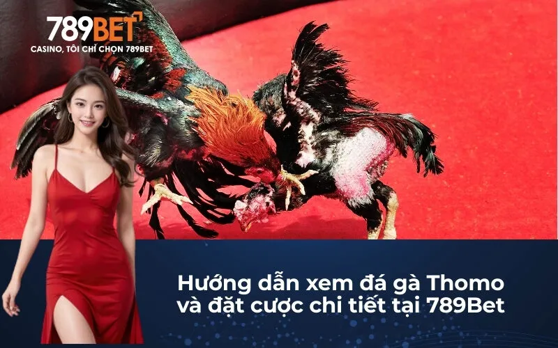 Hướng dẫn xem đá gà Thomo và đặt cược chi tiết tại 789Bet